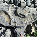 Fossil hunting around Albiez in Maurienne (Savoie)