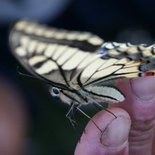 Discovering the alpine butterflies (Savoie)