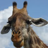 Safari au Serengeti et au Ngorongoro