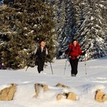 Snowshoeing, Nature & Reliance on Life in the Jura