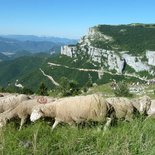 Transhumance's festival in the South Vercors