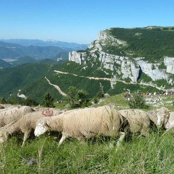 col-de-rousset-troupeau-moutons-vercors-1.jpg