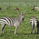 Safari in Tarangire and Ngorongoro