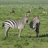 Safari in Tarangire, Serengeti and Ngorongoro