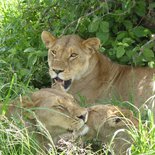 Safari : village Masaï, Tarangire, Serengeti et Ngorongoro