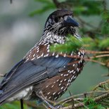 Recognize mountain birds course (Savoie)