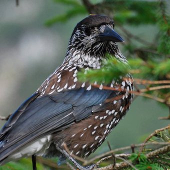 oiseau-montagne-1.jpg