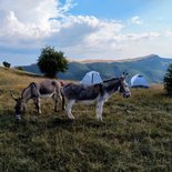 Family trekking with donkeys (Baronnies of Provence)