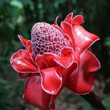 La boucle du sud sauvage de la Réunion en randonnée