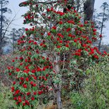 Annapurna balcony and Mardi Himal trekking