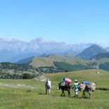 Small nomads in Diois (Vercors)