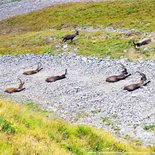 Hiking and observation of ibex in Maurienne