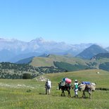 Itinerant family hike with donkeys (Vercors)