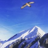 Snowshoeing to meet the winter fauna (Aravis)