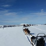 Initiation day to sled dogs driving (Vercors)