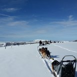 Journée d'initiation à la conduite de chiens de traineaux (Vercors)