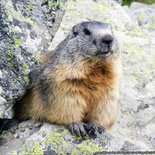 Observation of the life of marmots in Maurienne