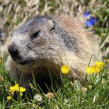 Hiking and wildlife observation in the Vercors