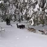 Nature raid by dog sled in the Vercors