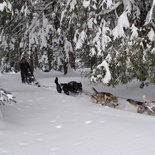 Raid nature en traineau à chiens dans le Vercors