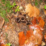 Mushroom and gastronomy stay in the Vercors