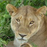 Safari à Tarangire et au Ngorongoro