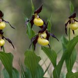 Macrophoto training: wild orchids and butterflies (Vercors)