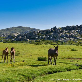 chevaux-plateau-coscione-1.jpg