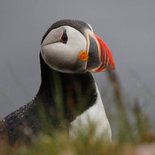 Hiking & photo in the fjords and highlands of Iceland