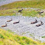 Hiking and ibex watching in the Maurienne valley