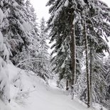 Trapper's hike in the Maurienne forest (Savoie)