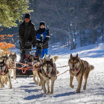 chiens-traineau-vercors.jpg