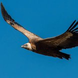 Naturalist observation & animal photography of vultures (Drôme)