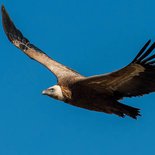 Observation naturaliste & photo animalière des vautours (Drôme)