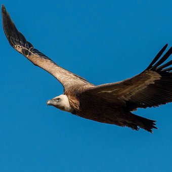 vautour-fauve-drome-1.jpg