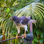 The Southern wild loop of Reunion Island by hiking