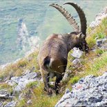 Hiking and observation of ibex in Maurienne