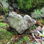 Nature & Reliance au Vivant : marche et chamanisme (Bauges)