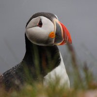 oiseaux-macareux-naturaliste-islande-rando.jpg