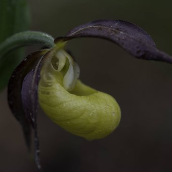 orchidee-fleurs-naturaliste-macrophotographie.jpg