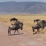 Safari in Tarangire and Ngorongoro