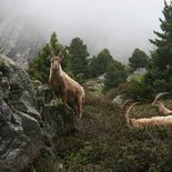 Wildlife weekend in the Vanoise National Park (Savoie)