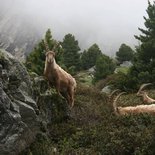 Wildlife weekend in the Vanoise National Park (Savoie)