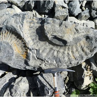 fossile-ammonites.jpg