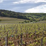MTB wine ride: the côte de Nuits vineyard (Burgundy)