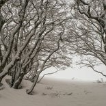 Snowshoeing and photography stay in the Vercors