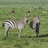 Safari : village Masaï, Tarangire, Serengeti et Ngorongoro