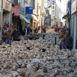 Transhumance's festival in the South Vercors