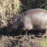 Safari à Tarangire, au Serengeti et au Ngorongoro