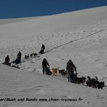 ½ day initiation to sled dogs driving (Vercors)